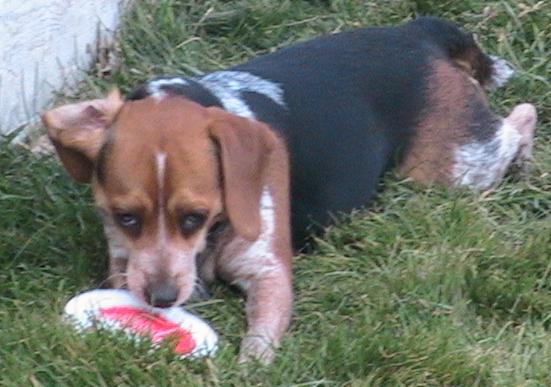 Mya with frisbee